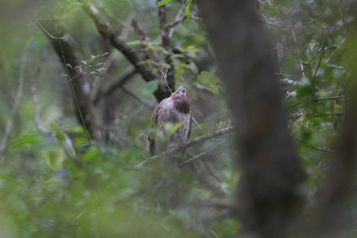 Red-tailed Hawk - Brandon Johnson