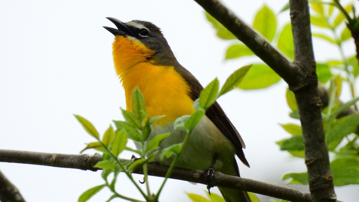 Yellow-breasted Chat - Leah Alcyon