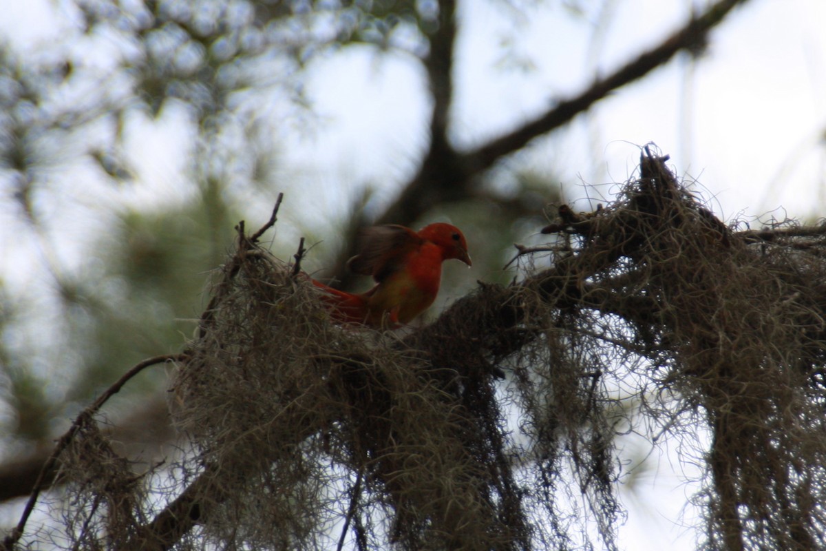 Summer Tanager - ML618523778