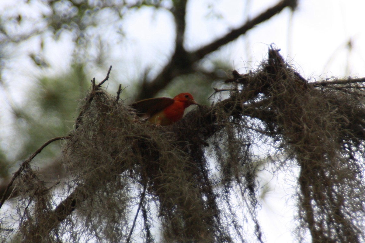 Summer Tanager - ML618523779