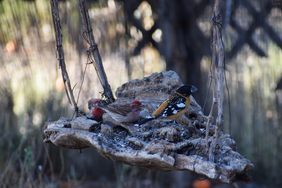 Cassin's Finch - ML618523800