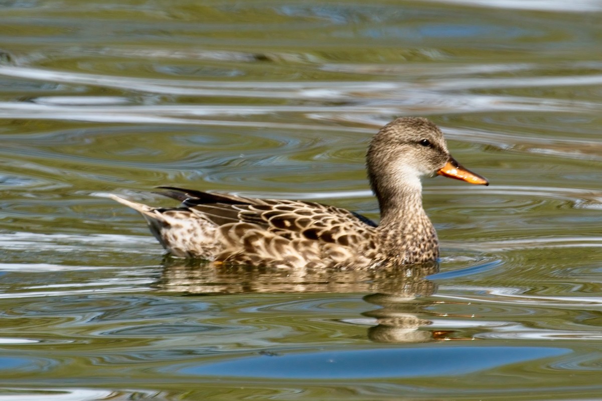 Gadwall - ML618523804