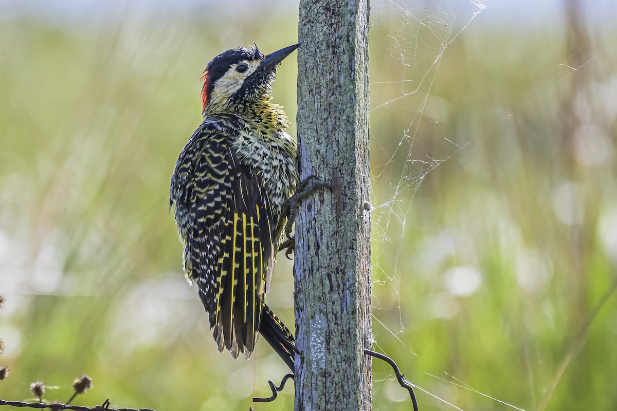 Green-barred Woodpecker - Amed Hernández