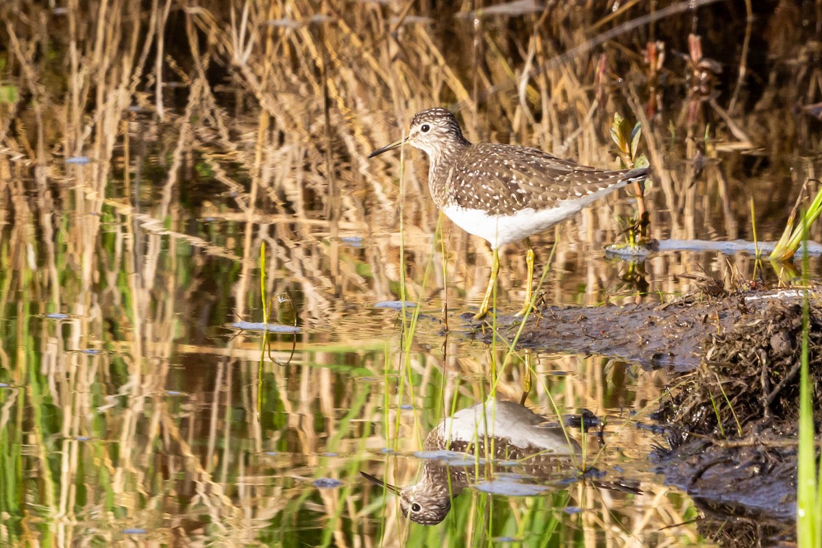 Solitary Sandpiper - ML618523823