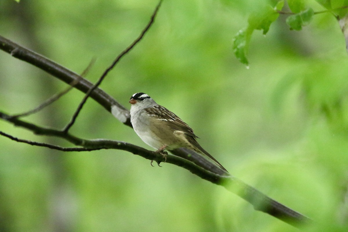 White-crowned Sparrow - Michael Boatwright