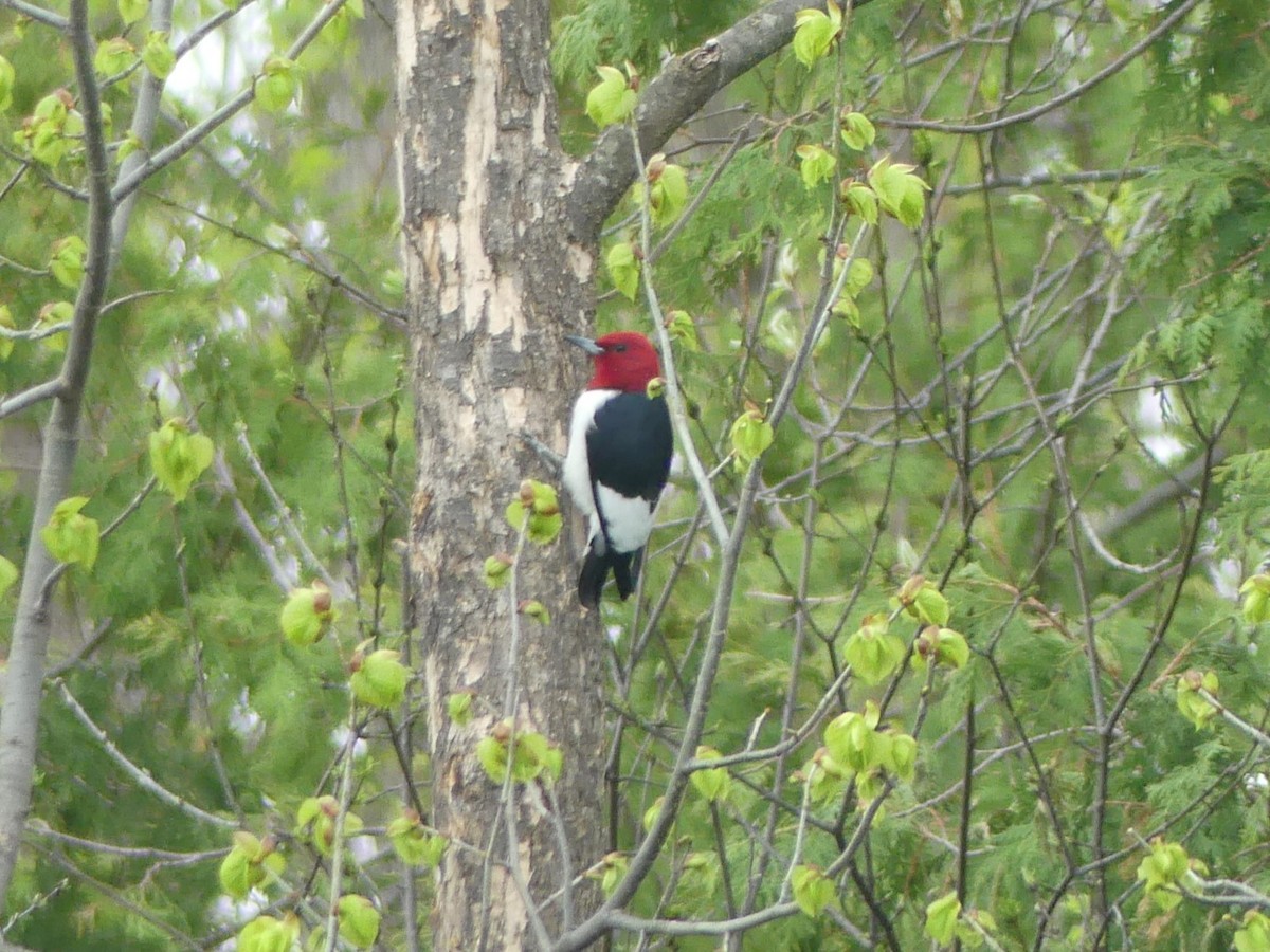Red-headed Woodpecker - ML618523826