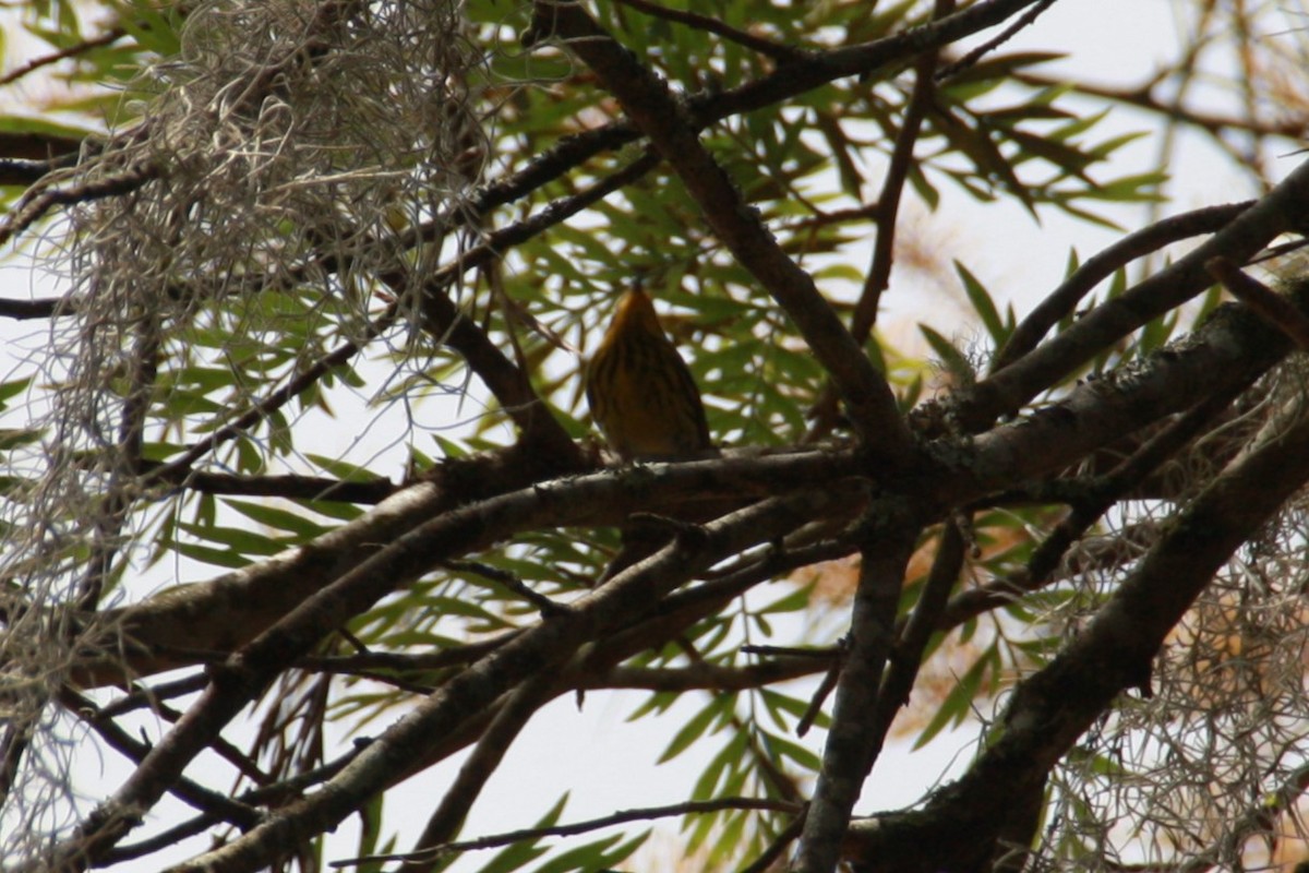 Cape May Warbler - ML618523837