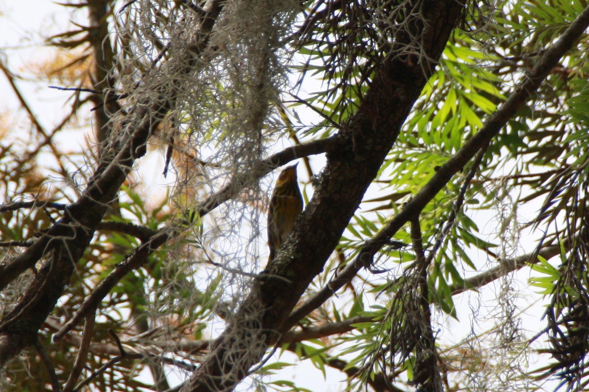 Cape May Warbler - ML618523839