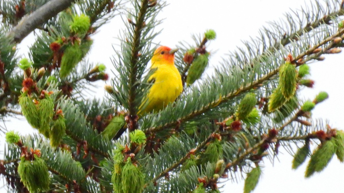 Western Tanager - Leah Alcyon