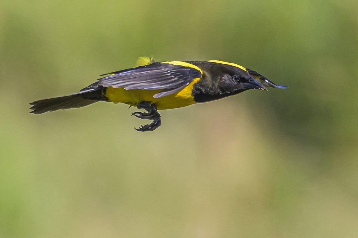 Yellow-rumped Marshbird - Amed Hernández