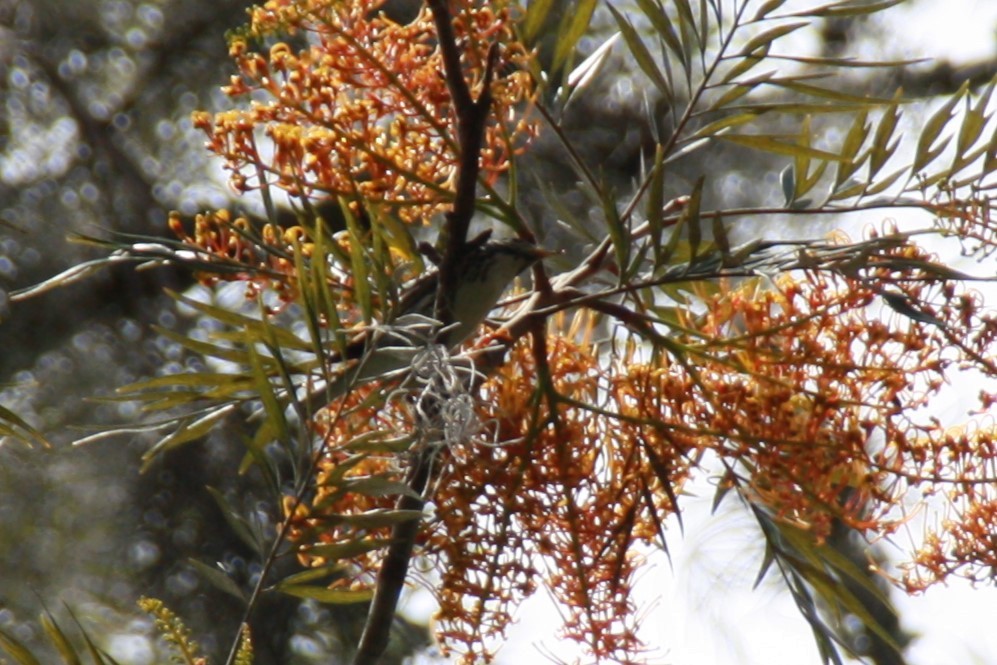 Blackpoll Warbler - ML618523857