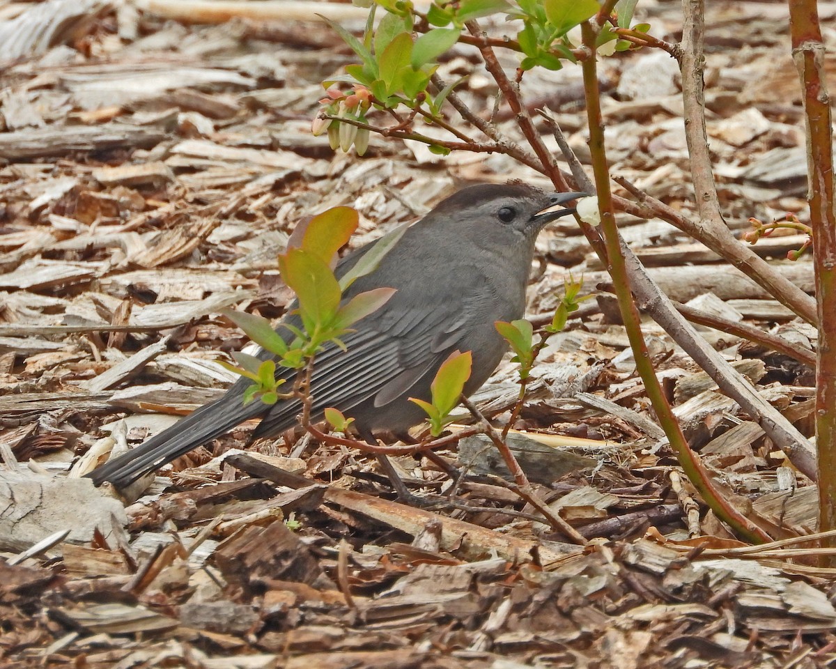 Gray Catbird - Aubrey Merrill