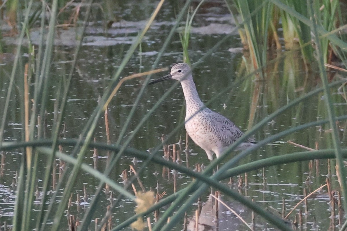 Willet - Tom Forwood JR