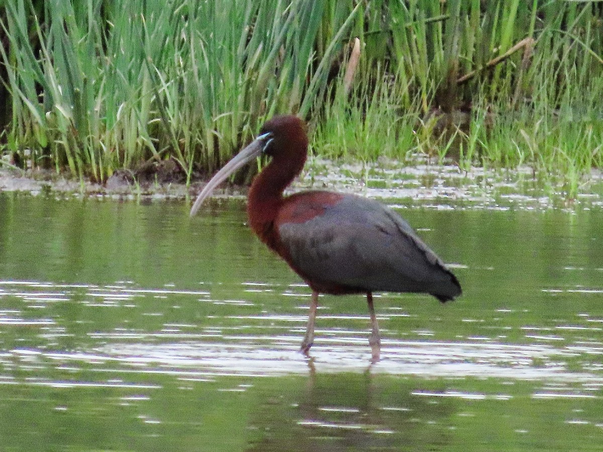 Glossy Ibis - ML618523947