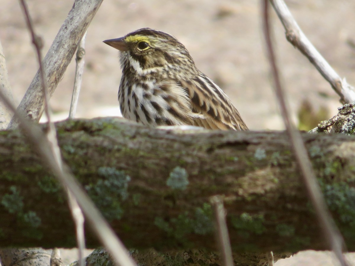 Savannah Sparrow - ML618523954