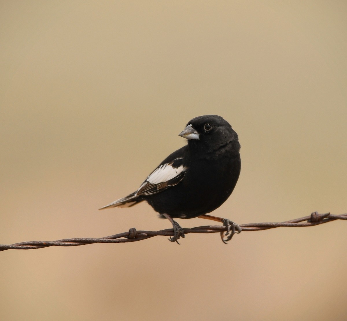 Lark Bunting - Jeff Gardner