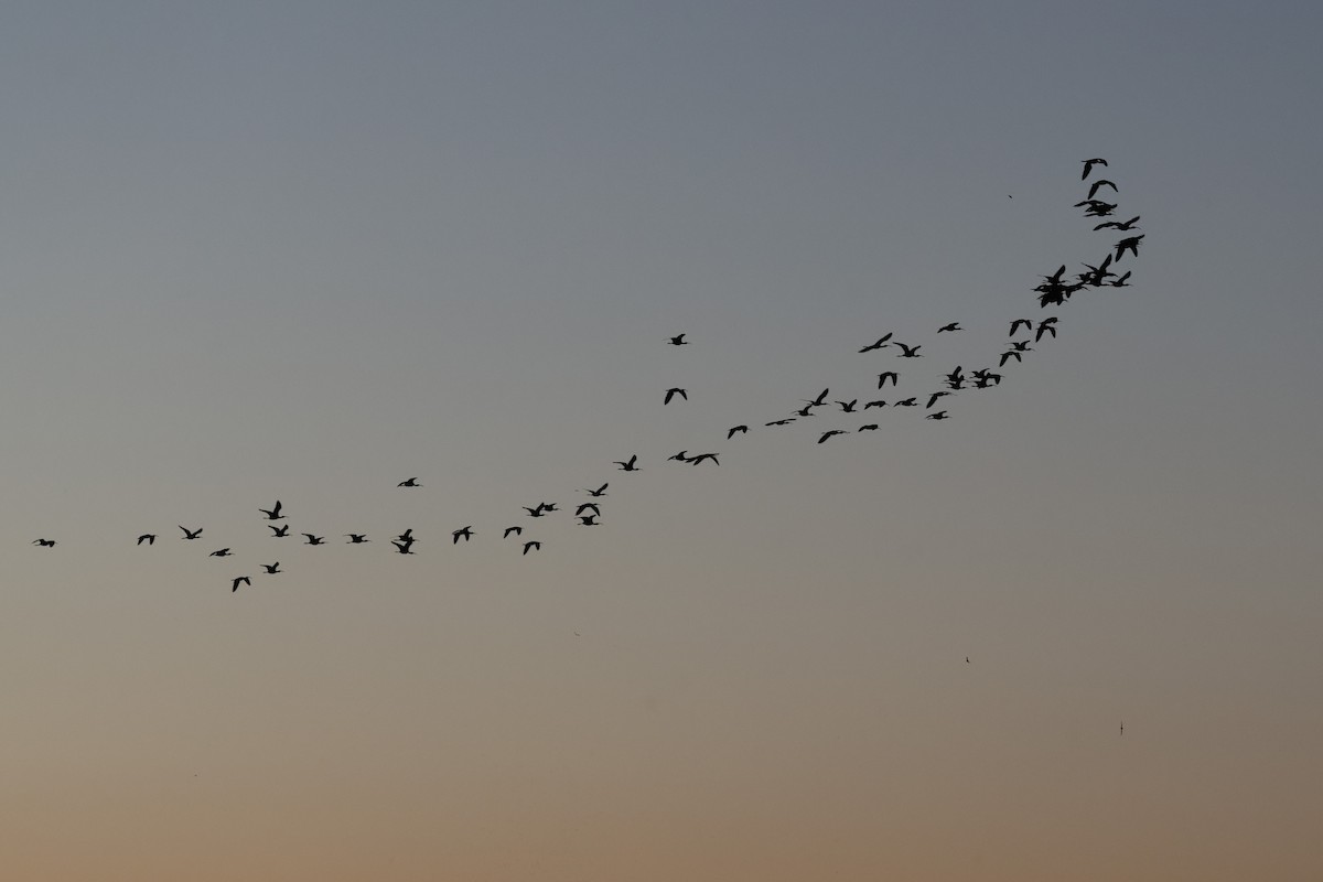 White-faced Ibis - Tom Forwood JR