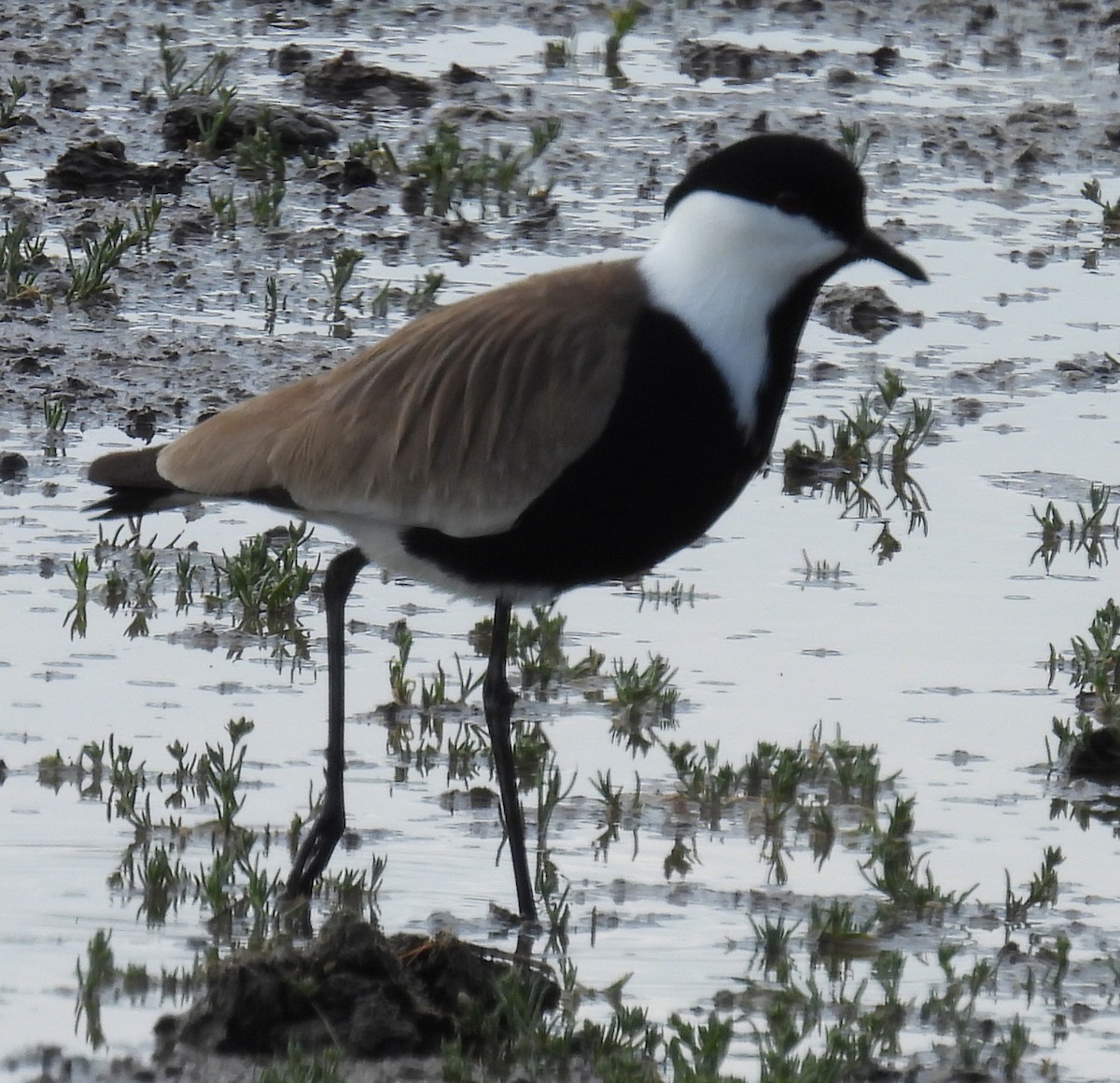 Spur-winged Lapwing - ML618523966