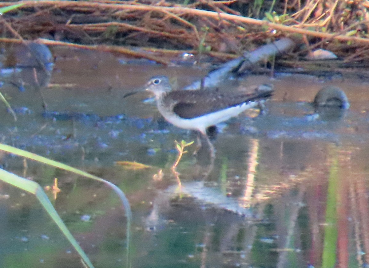 Solitary Sandpiper - ML618523967