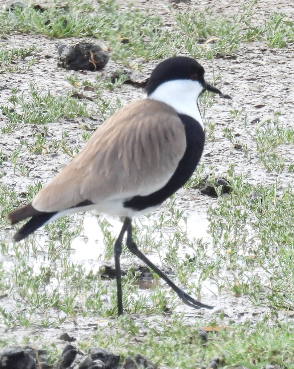 Spur-winged Lapwing - ML618523968