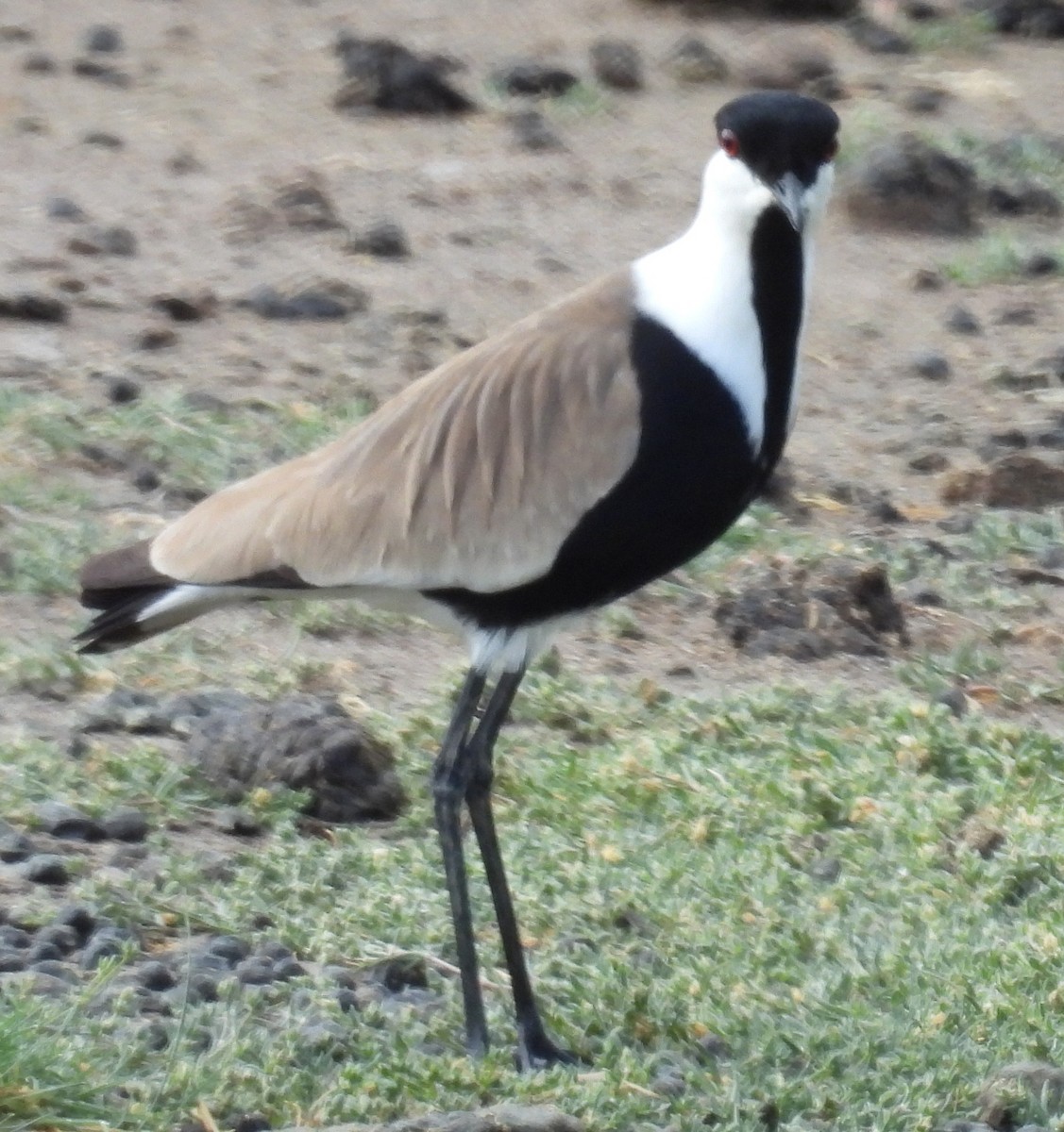 Spur-winged Lapwing - ML618523969