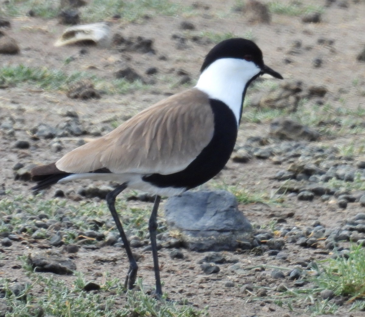 Spur-winged Lapwing - ML618523970