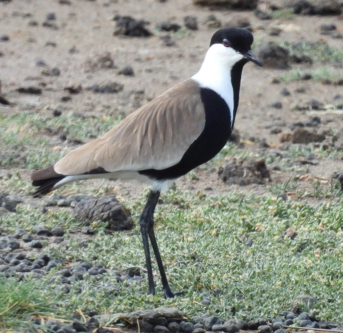 Spur-winged Lapwing - ML618523971