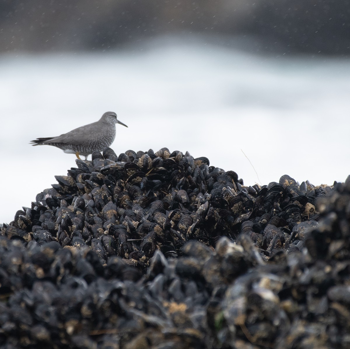 Wandering Tattler - ML618523973