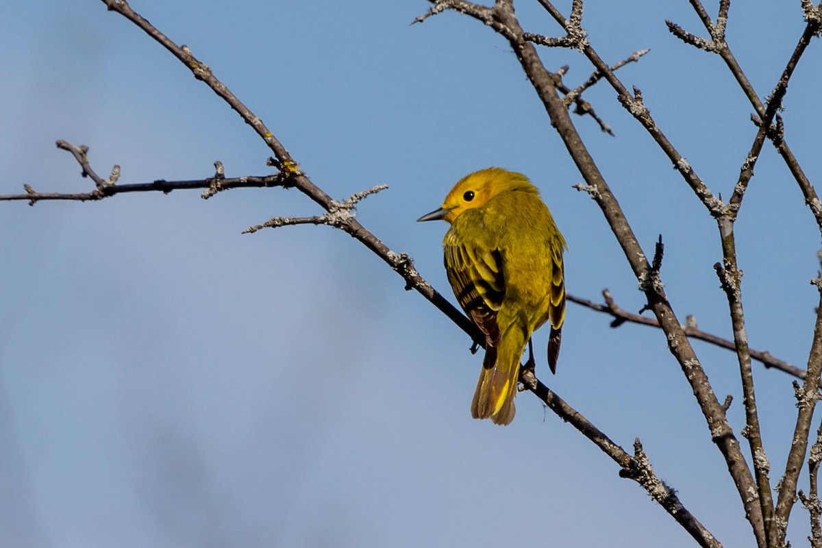 Yellow Warbler - ML618523974