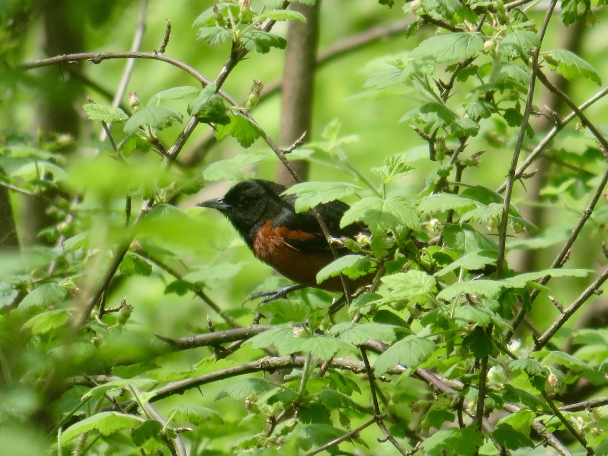 Orchard Oriole - ML618523995