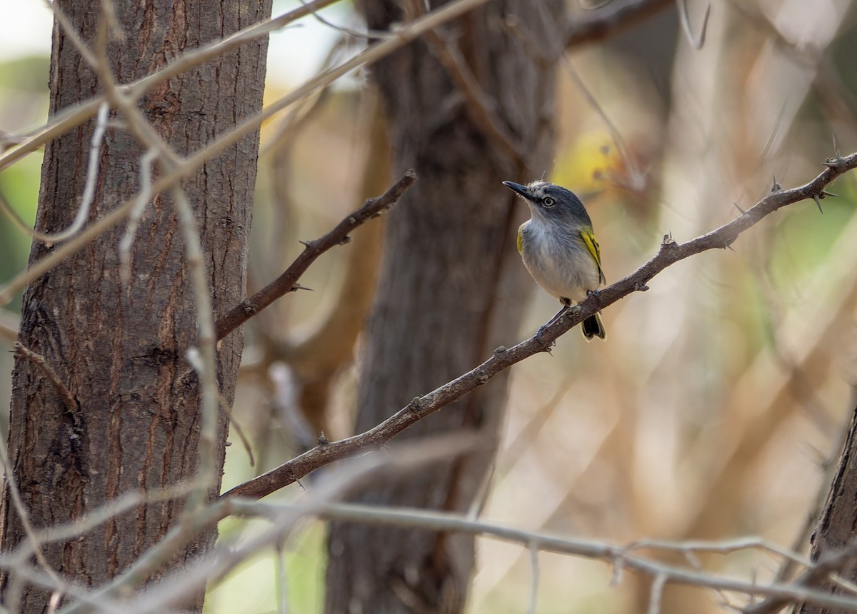 Slate-headed Tody-Flycatcher - ML618524007