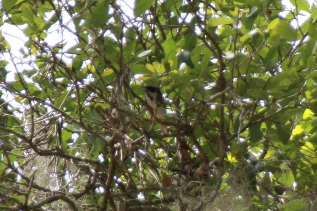 Paruline rayée - ML618524036