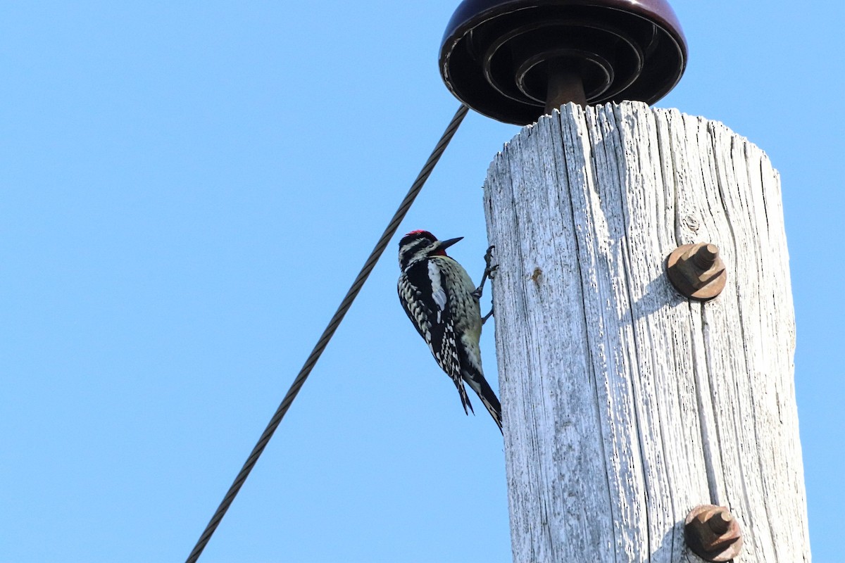 Yellow-bellied Sapsucker - Yves Robichaud