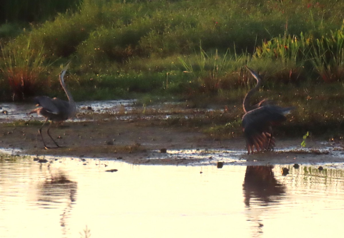 Great Blue Heron - ML618524042