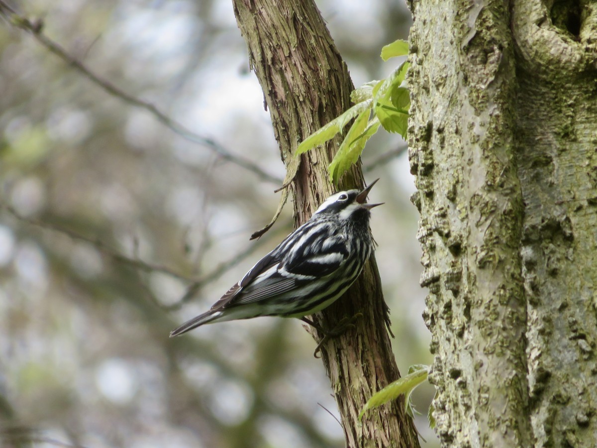 Black-and-white Warbler - ML618524055
