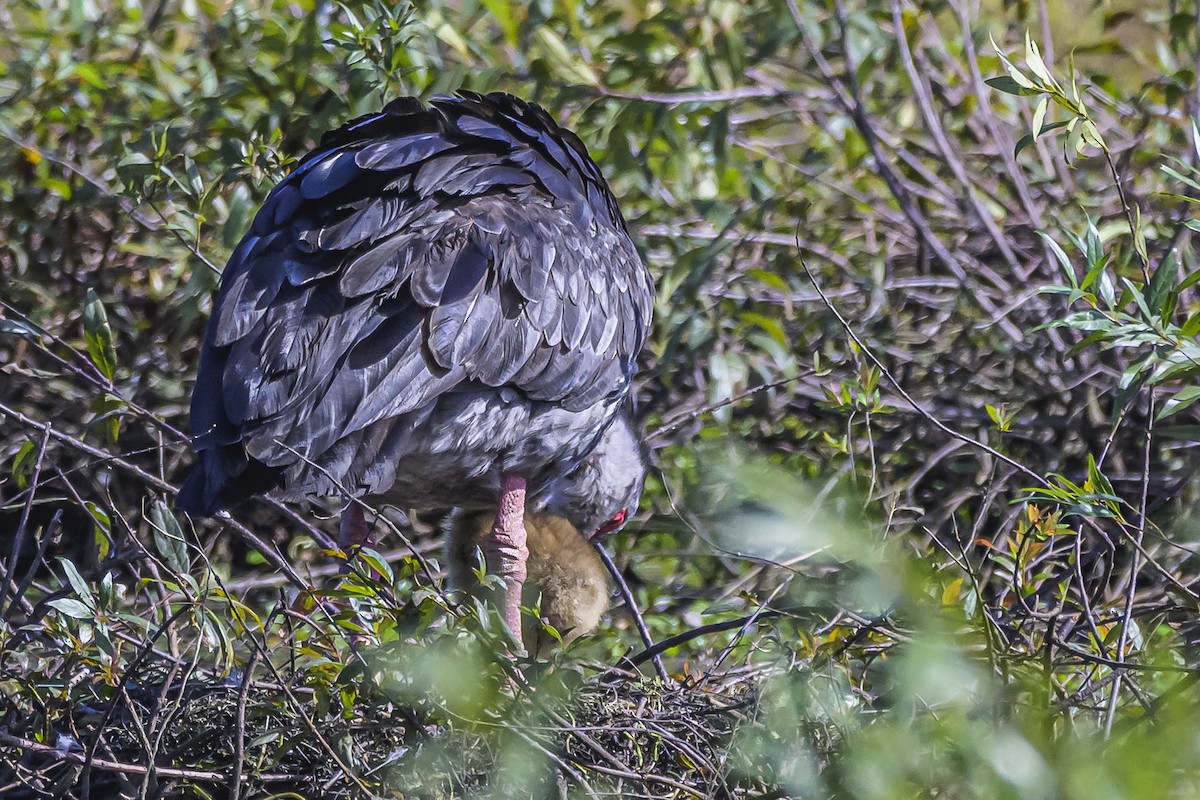 Southern Screamer - ML618524073