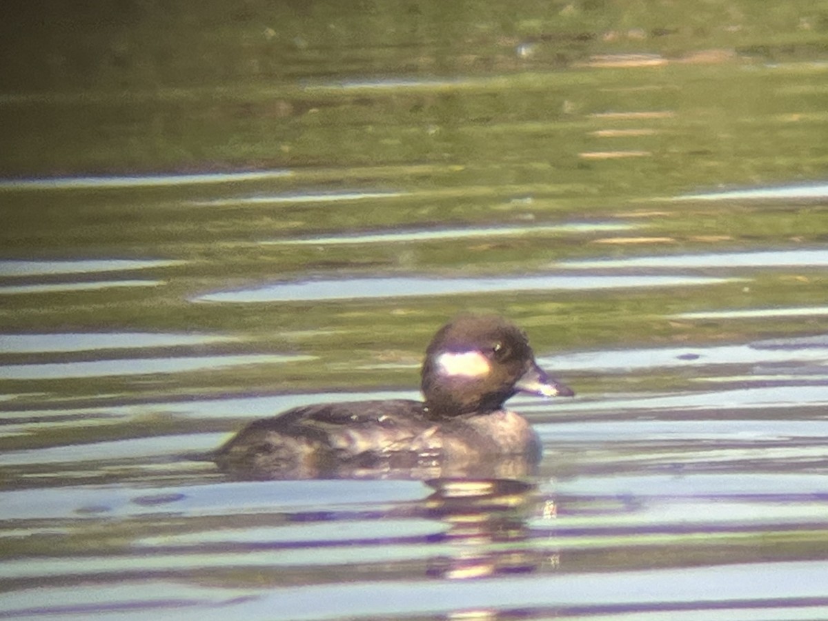 Bufflehead - ML618524080