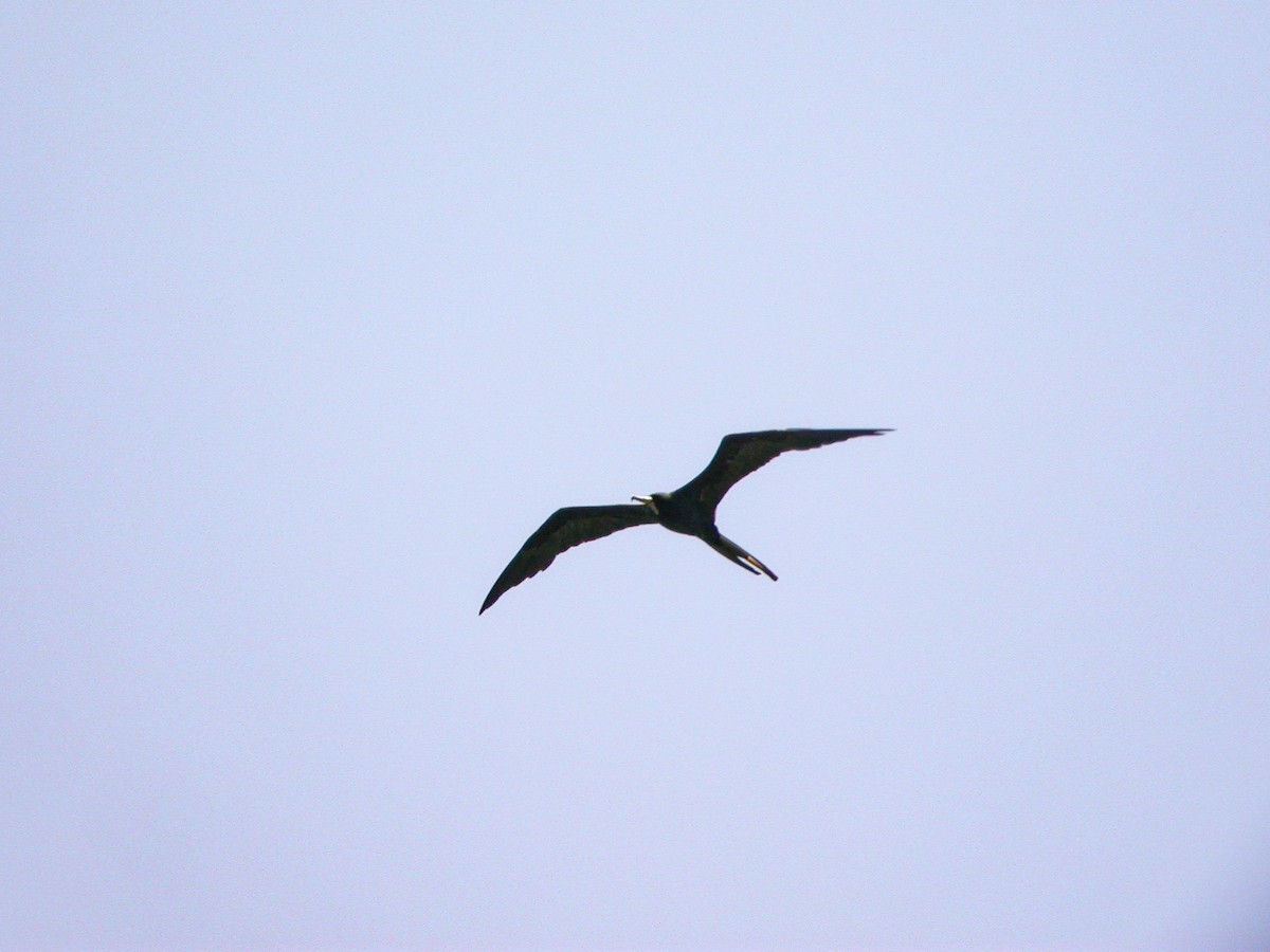 Magnificent Frigatebird - Brennan Mulrooney