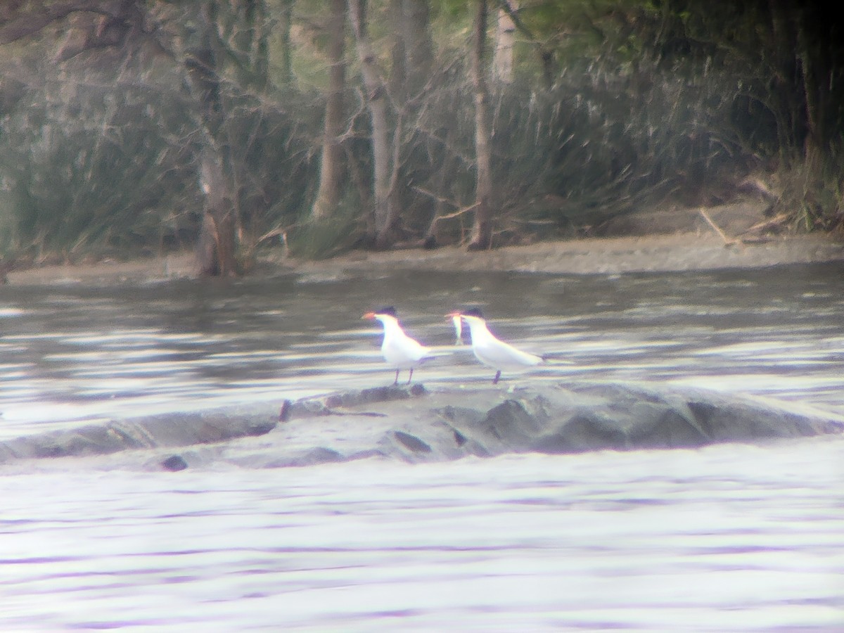 Caspian Tern - ML618524088