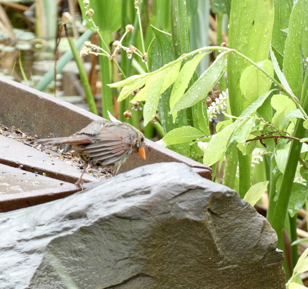 Northern Cardinal - ML618524090