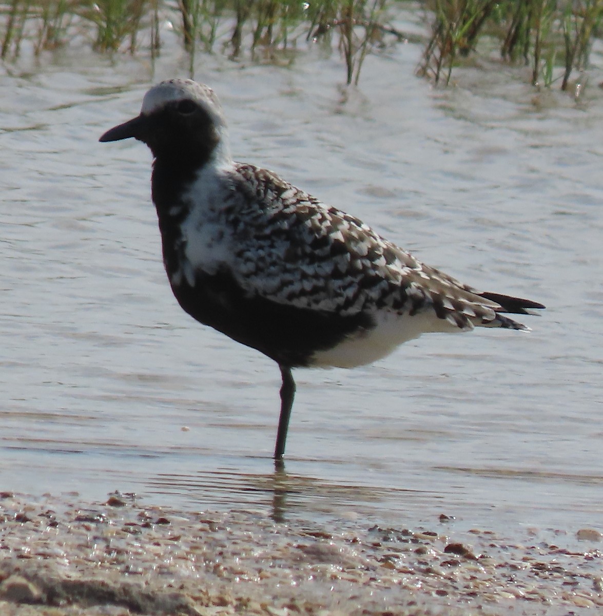 Black-bellied Plover - ML618524098