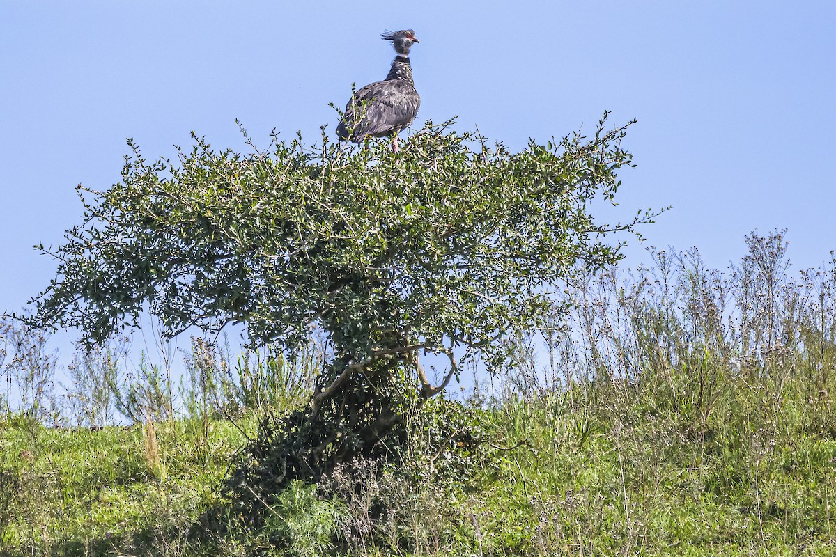 Southern Screamer - Amed Hernández