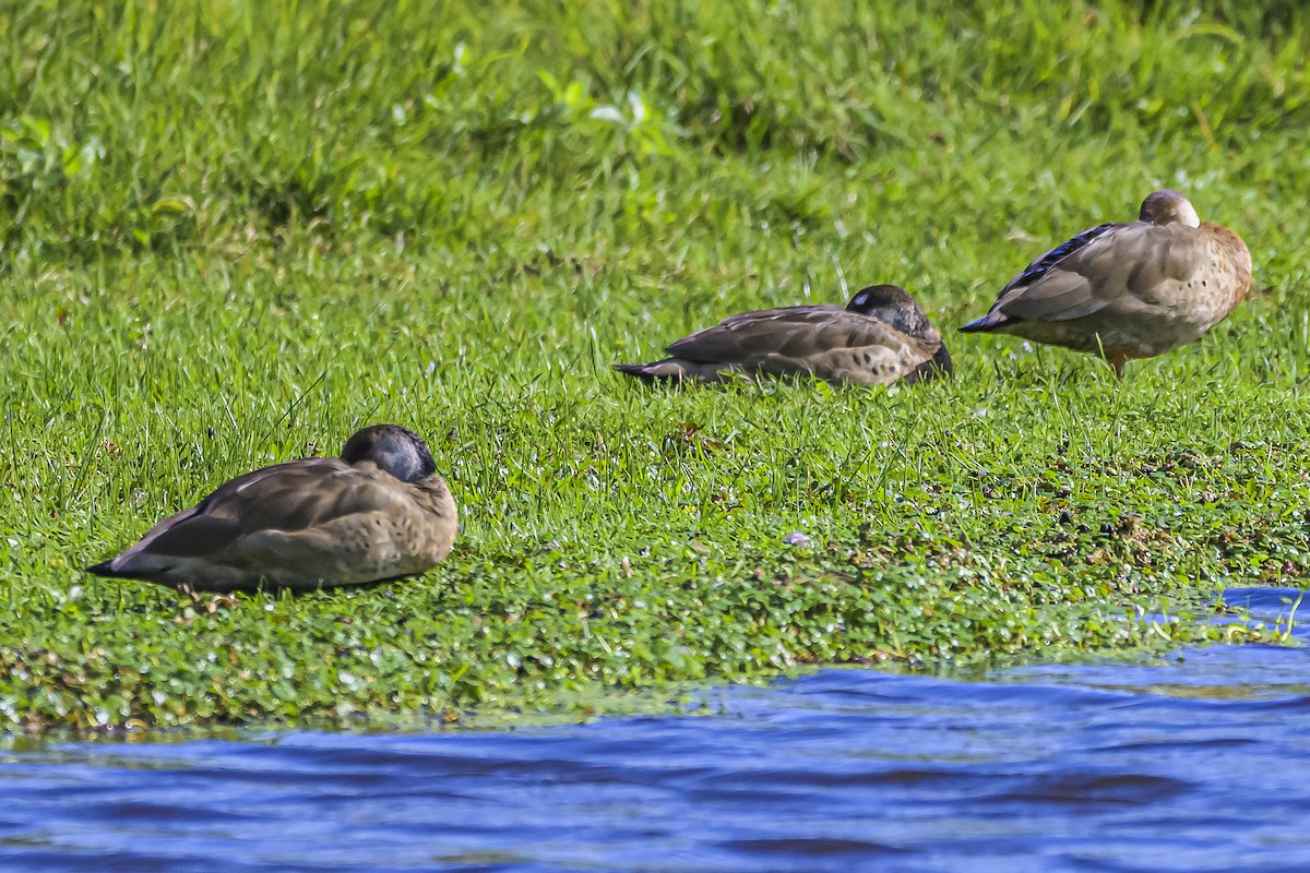 Brazilian Teal - Amed Hernández