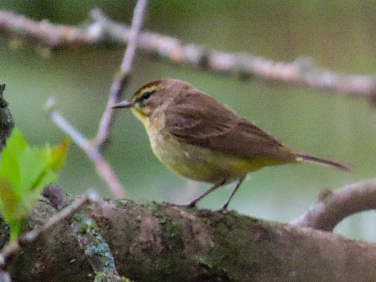 Palm Warbler - ML618524120