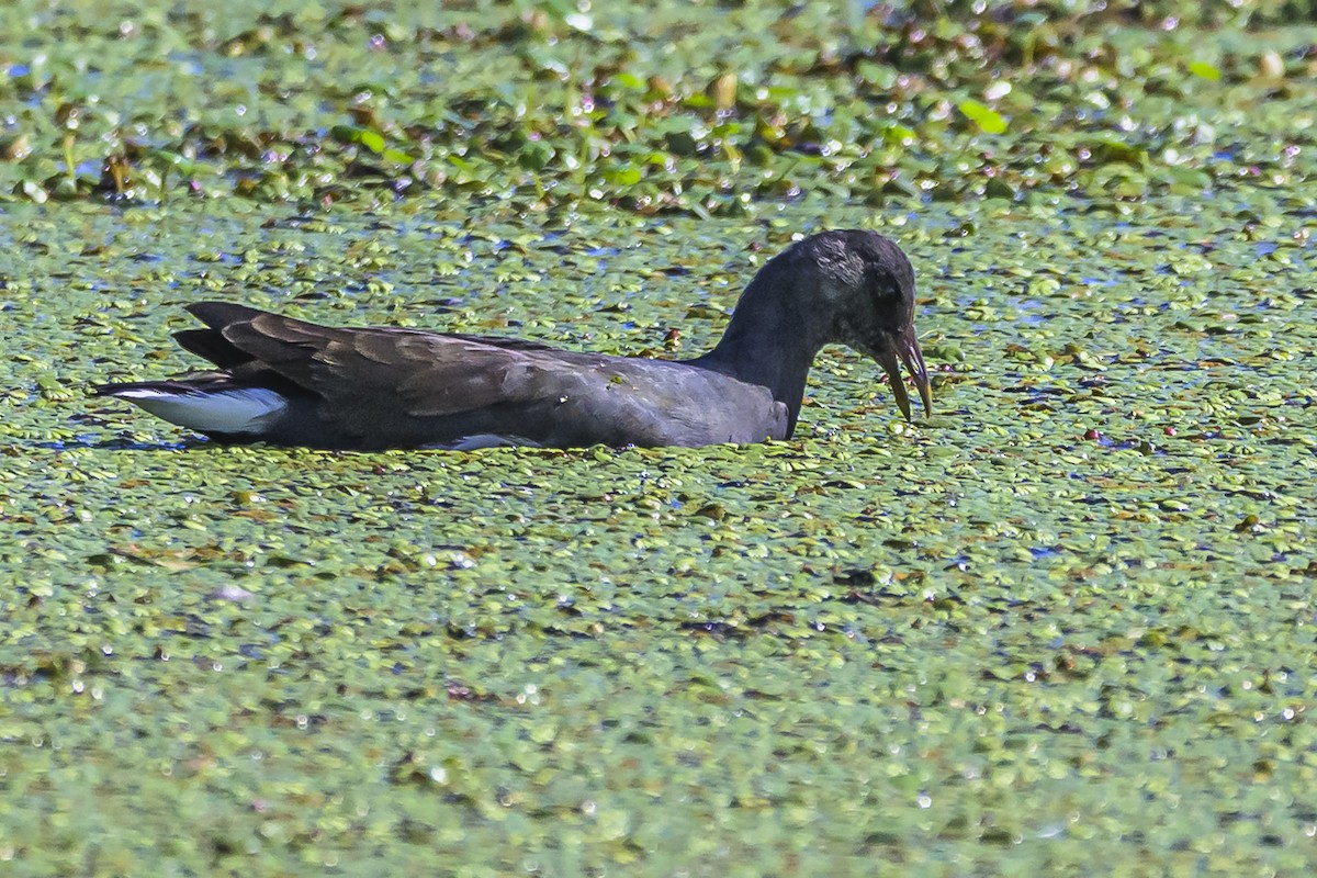 Common Gallinule - ML618524127