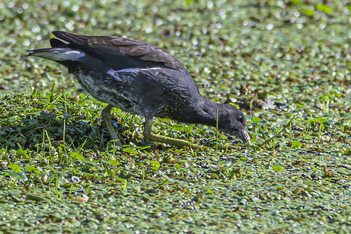 Common Gallinule - ML618524129