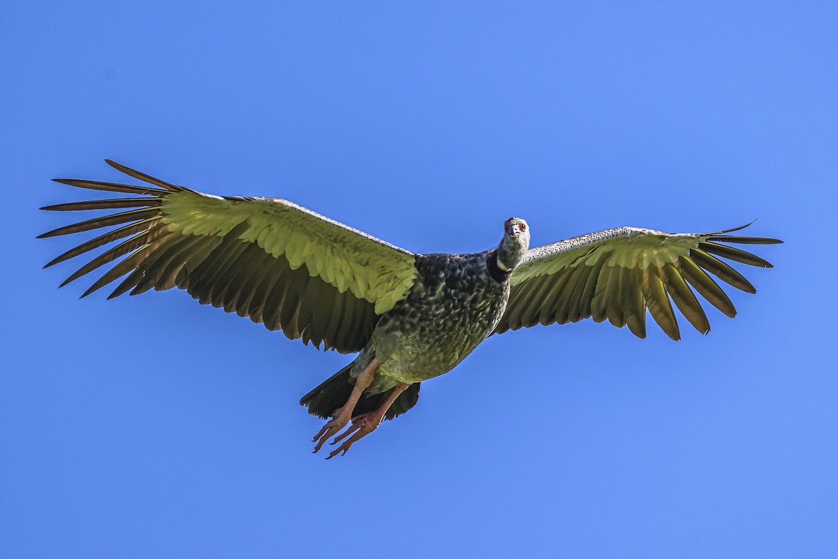 Southern Screamer - ML618524149