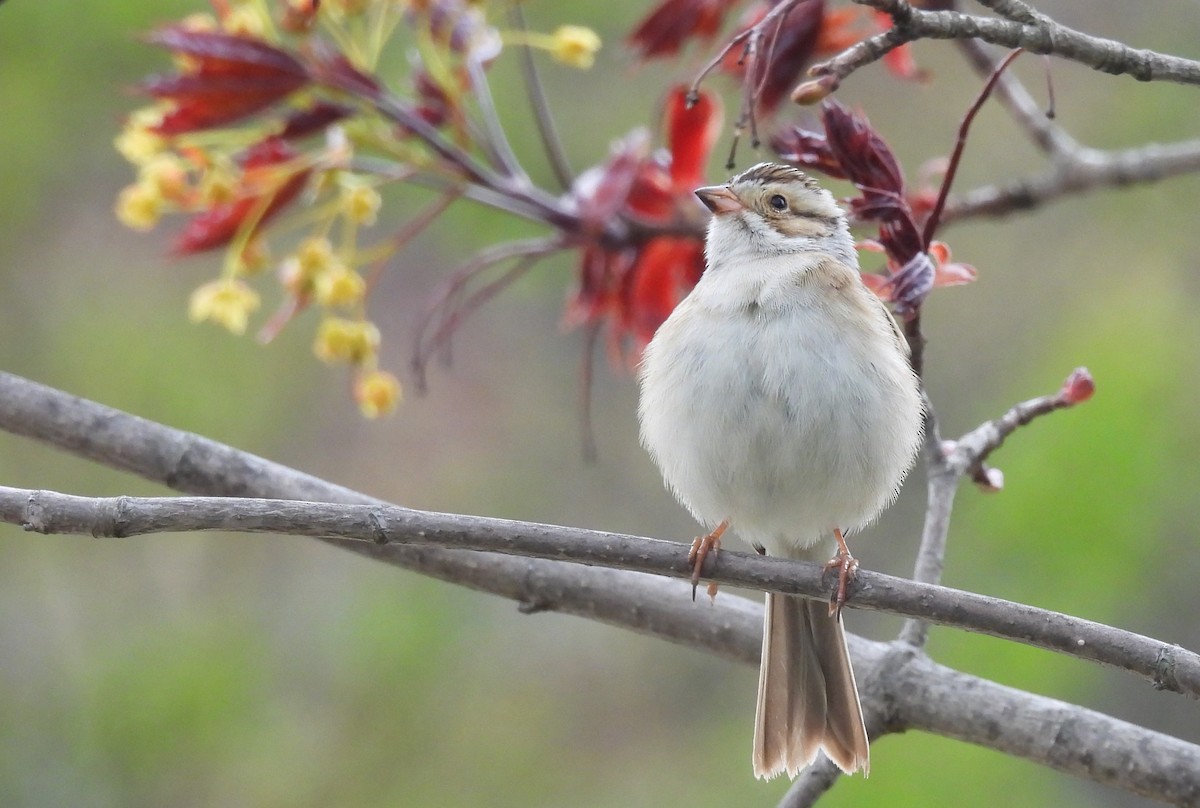 Clay-colored Sparrow - ML618524158