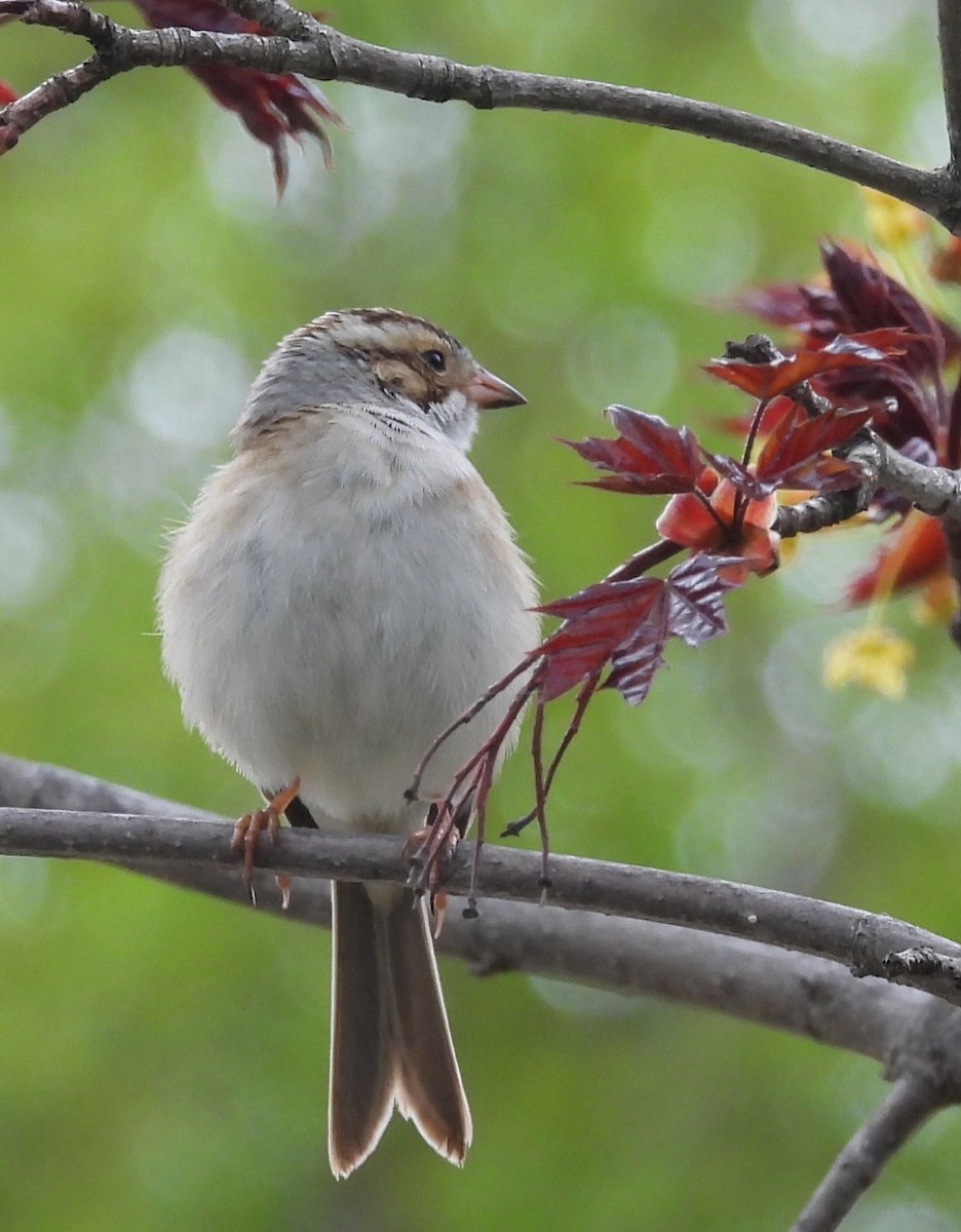 Clay-colored Sparrow - ML618524159