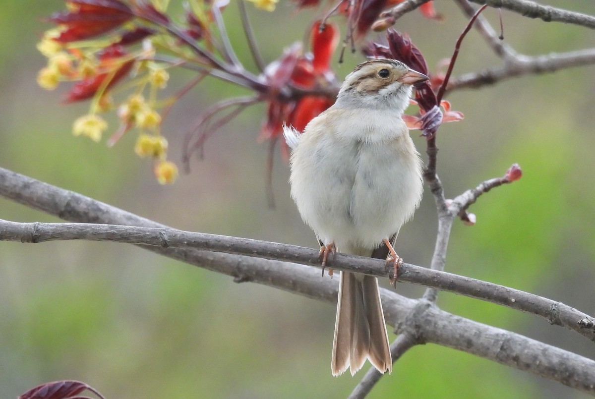 Clay-colored Sparrow - ML618524160